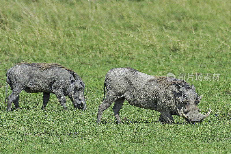 普通疣猪或疣猪(Phacochoerus africanus)是猪科(Suidae)的野生成员。肯尼亚马赛马拉国家保护区。